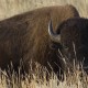 bison