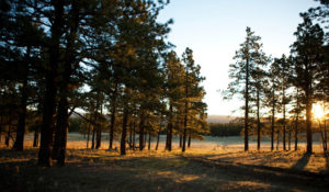 Vermejo Ranch View