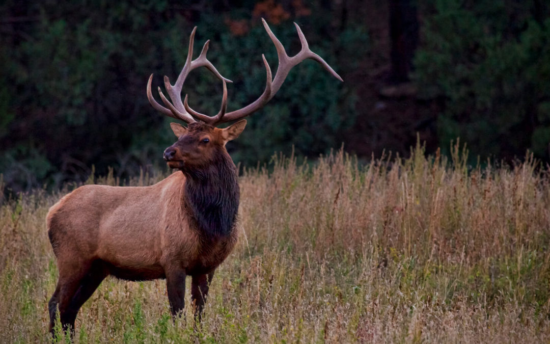 Vermejo Park Ranch Featured in The New York Times