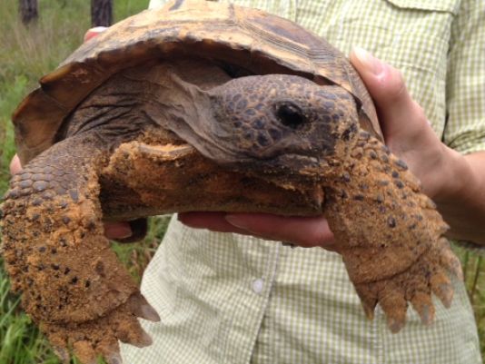 Update: FWC coordinates gopher tortoises release
