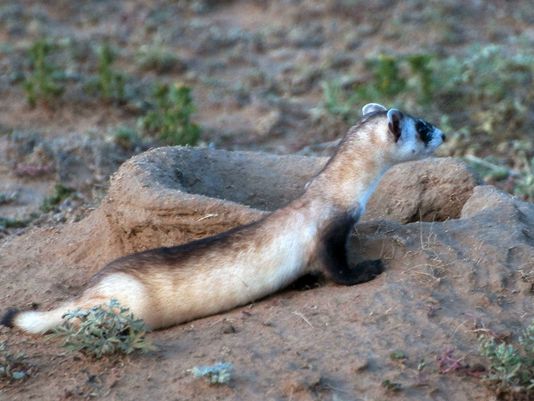 Ted Turner Ranch Aims to Aid Endangered Black-Footed Ferrets