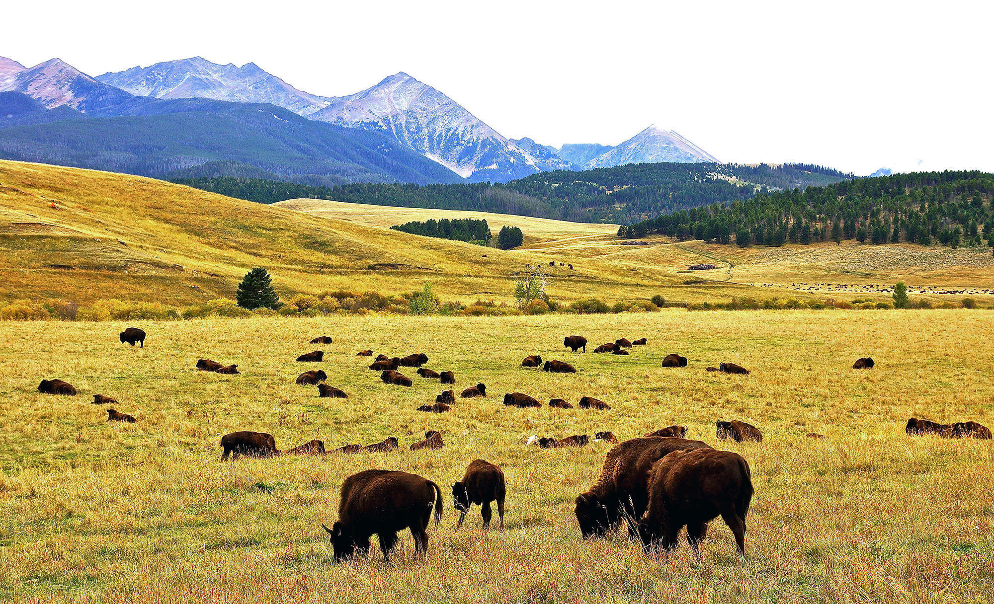 Can we save bison by eating them?