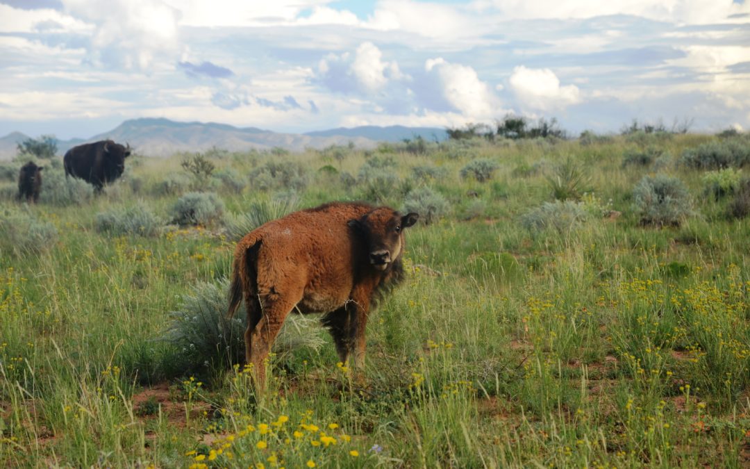 Bison Bison Bison