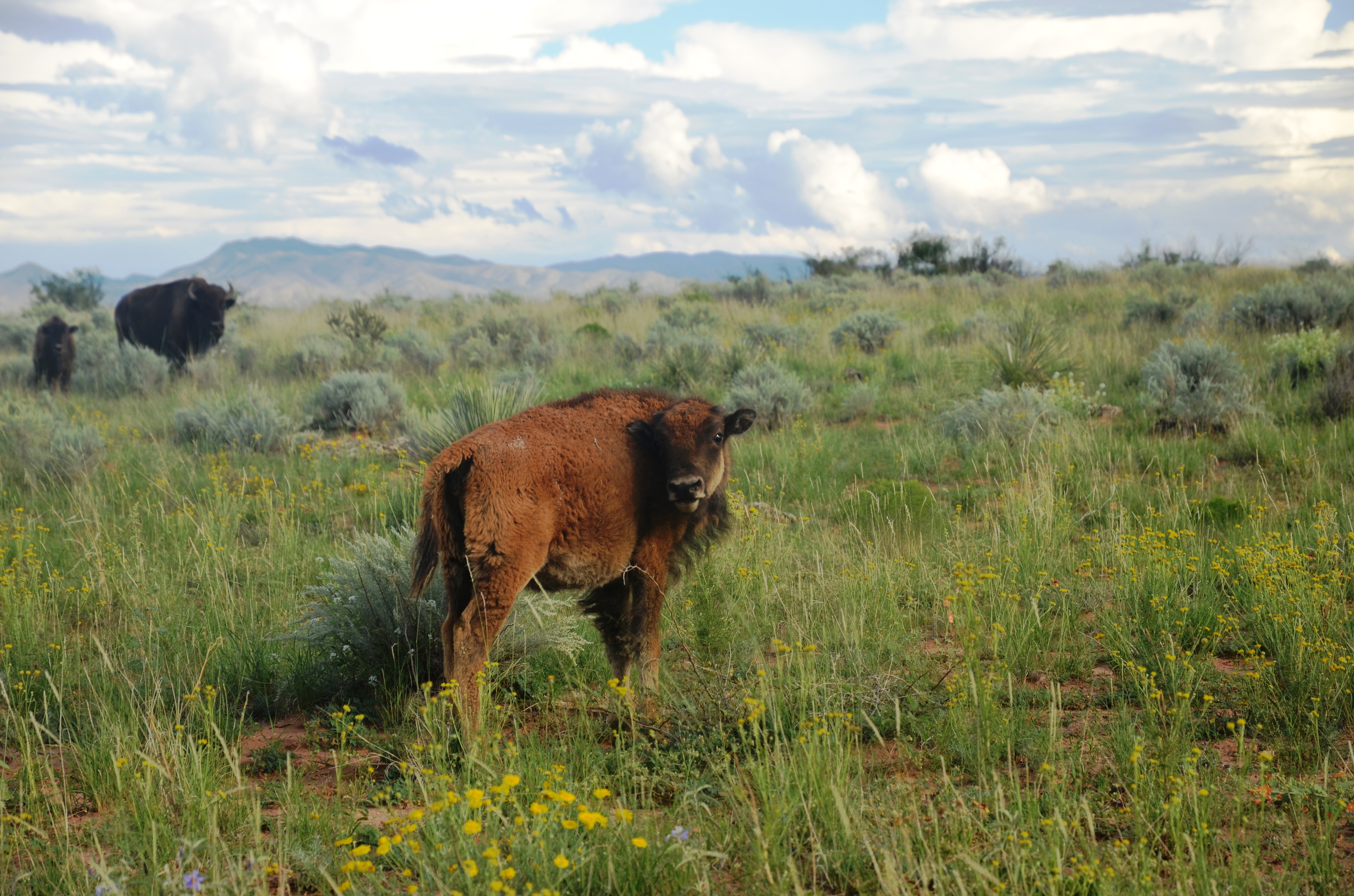 Bison Bison Bison