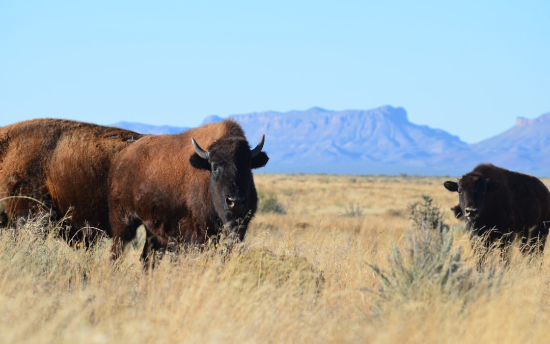 Bison making a huge and tasty comeback