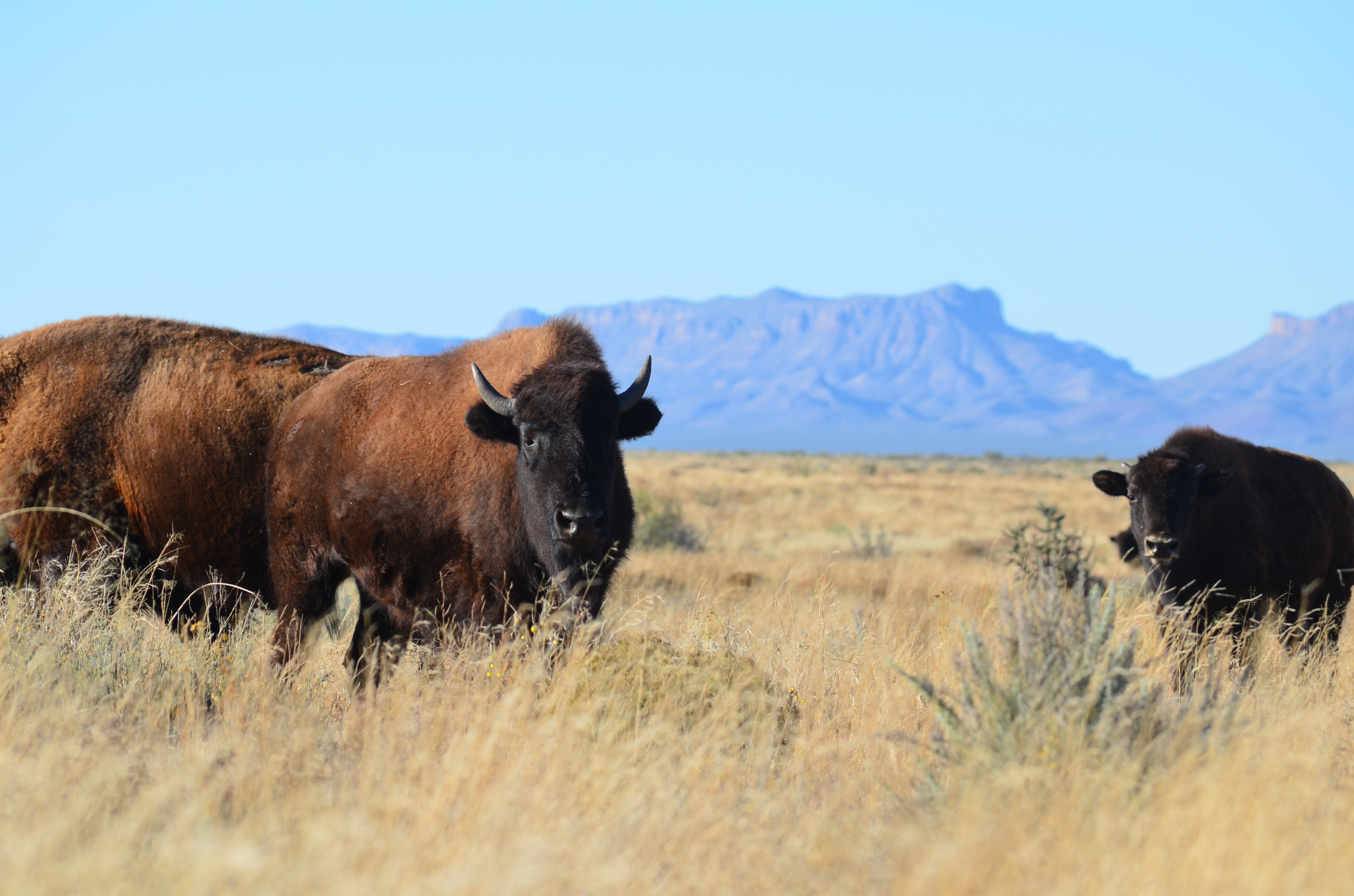 Bison making a huge and tasty comeback