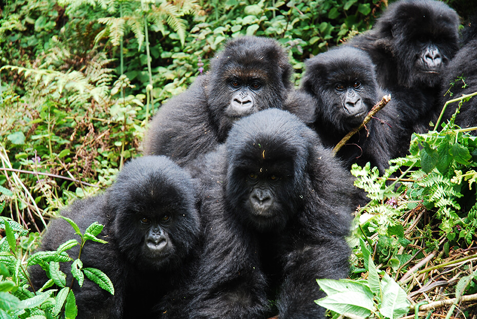 Announces $1 million donation to the Diane Fossey Gorilla Fund aimed at protecting Grauer’s gorillas in the eastern Democratic Republic of Congo