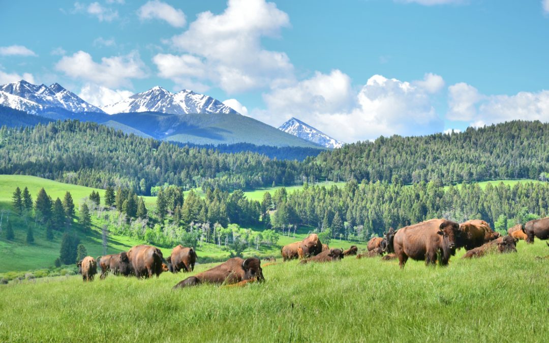 Bison enthusiasts gather at Ted Turner’s ranch