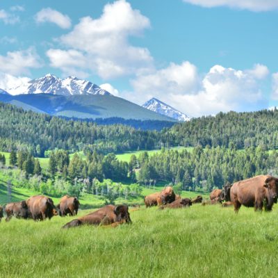 Bison enthusiasts gather at Ted Turner’s ranch