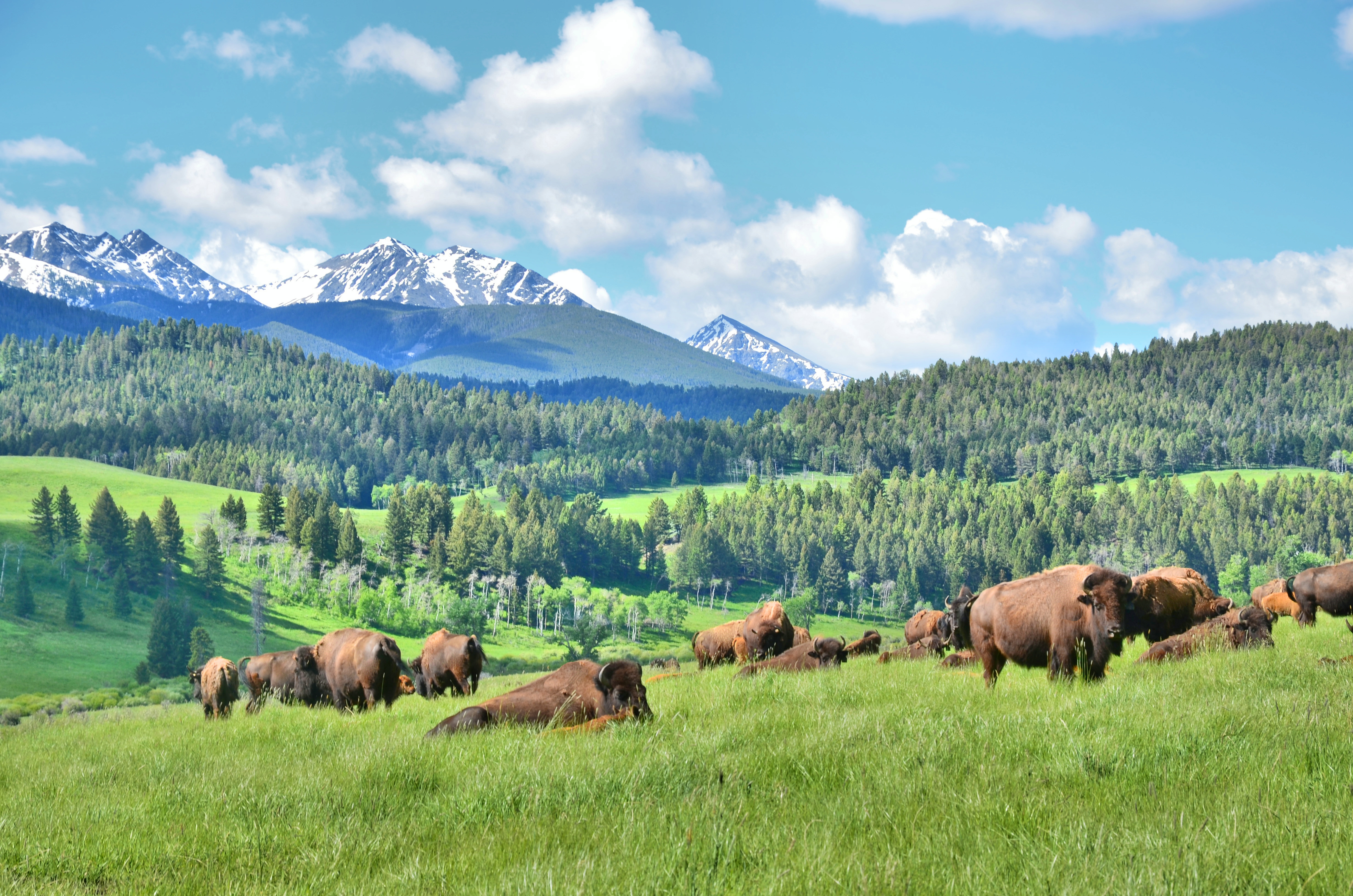 Bison enthusiasts gather at Ted Turner’s ranch