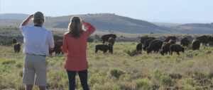 Ladder Ranch Wildlife Viewing