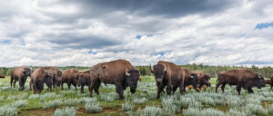 Vermejo Ranch Bison